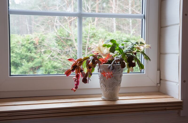 How to care for poinsettias - 4 beautiful festive potted flowers