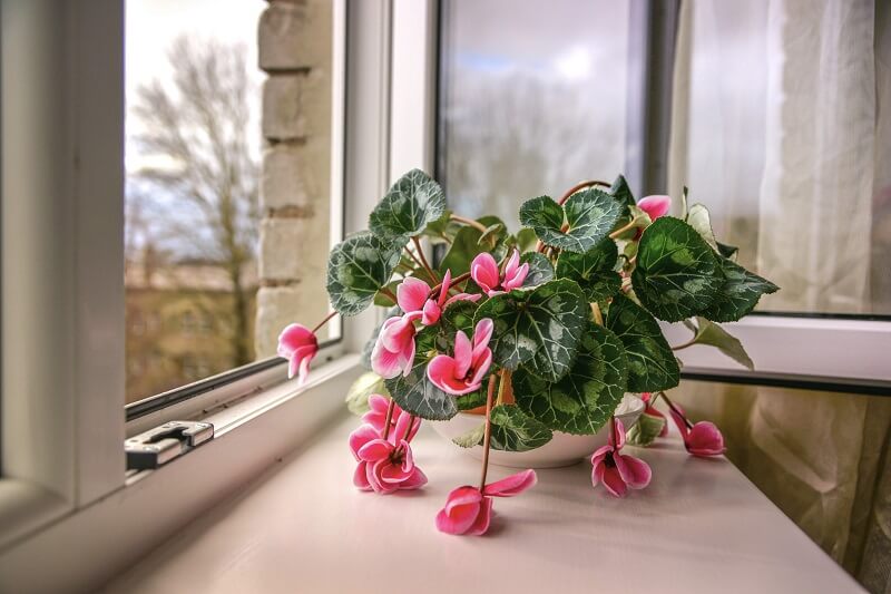 How to care for poinsettias - 4 beautiful festive potted flowers