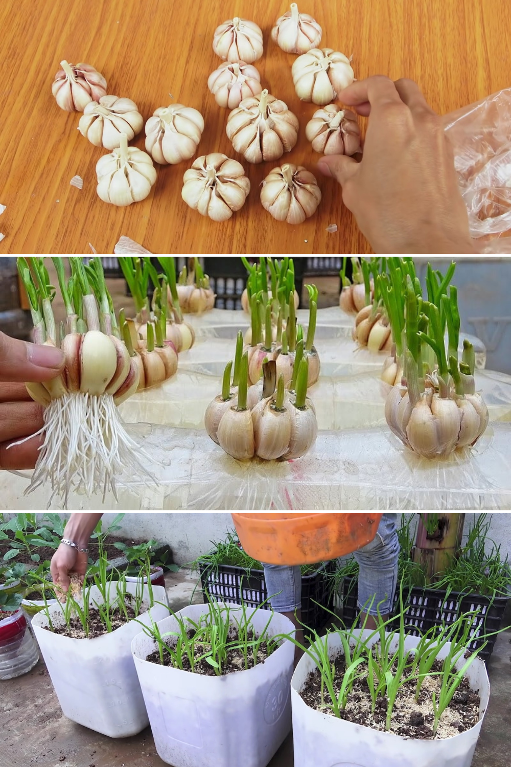 How to grow garlic at home