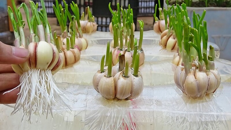 How to grow garlic at home